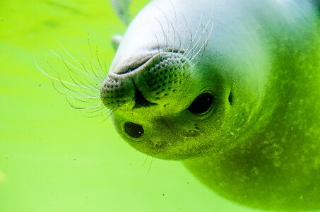 White robbe seal baby swim photo