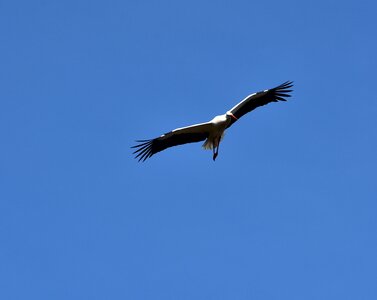 Black white bill rattle stork