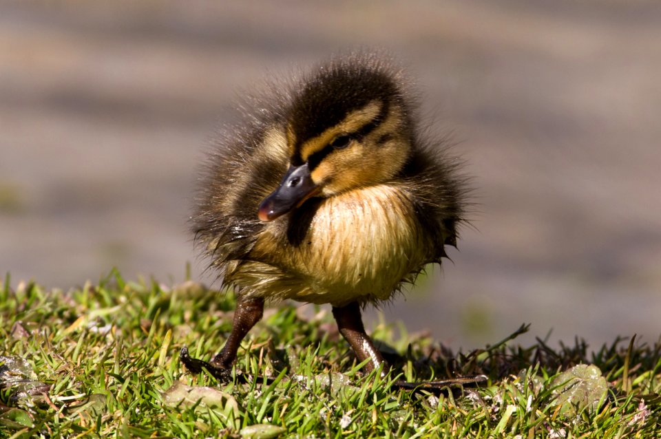 Mallard (Anas platyrhynchos), duckling