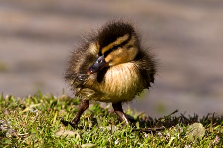 Mallard (Anas platyrhynchos), duckling photo