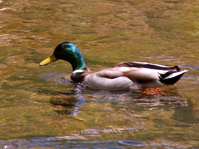 Mallard, Seldom Seen, 2021-04-18, 02