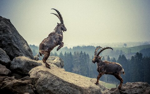 Mountains alpine ibex alpine