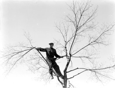 Man zaagt takken van een boom, Bestanddeelnr 189-0263