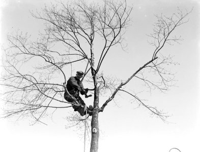 Man zaagt takken van een boom, Bestanddeelnr 189-0261