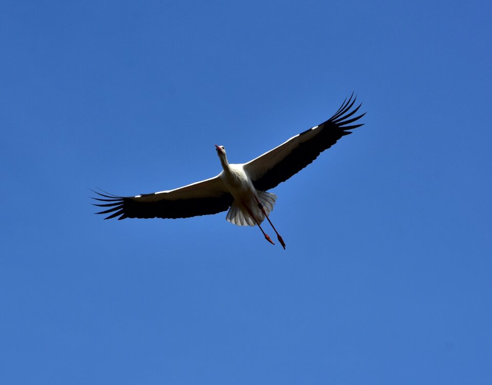 Black white bill rattle stork