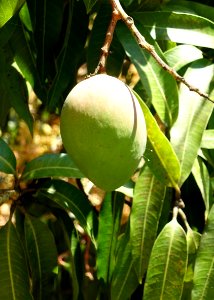 Mangifera indica 'Gold Nugget' - Fruit and Spice Park - Homestead, Florida - DSC09056