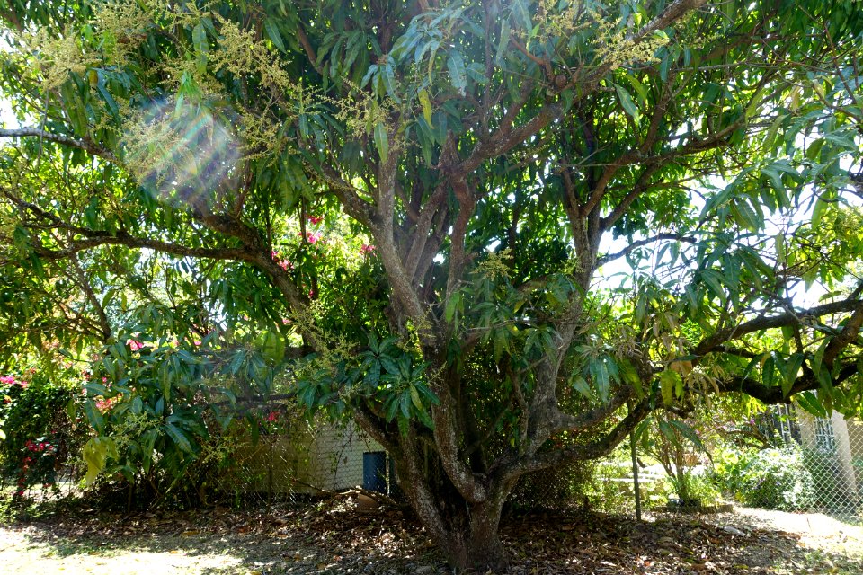 Mangifera odorata - Fruit and Spice Park - Homestead, Florida - DSC09072