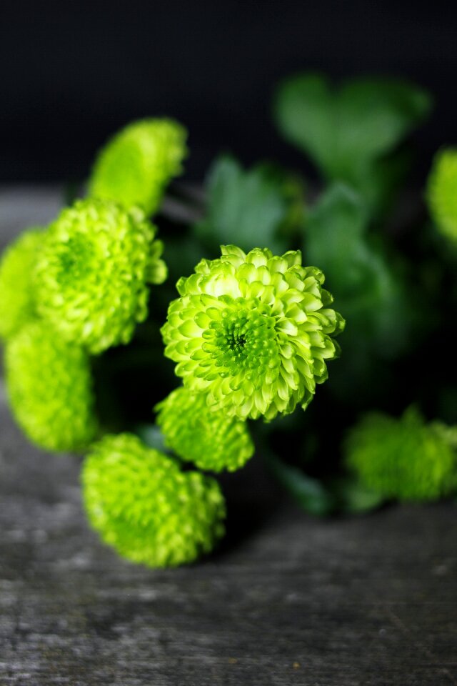 Flower plant flowering