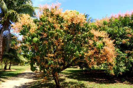 Mangifera indica 'Gold Nugget' - Fruit and Spice Park - Homestead, Florida - DSC09052