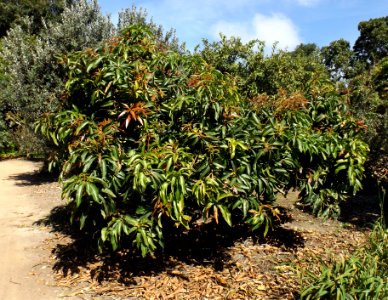 Mangifera indica 'Glenn'