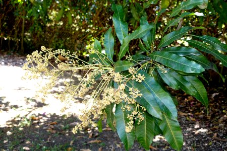 Mangifera zeylanica - Fruit and Spice Park - Homestead, Florida - DSC09065