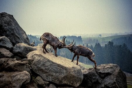 Mountains alpine ibex alpine