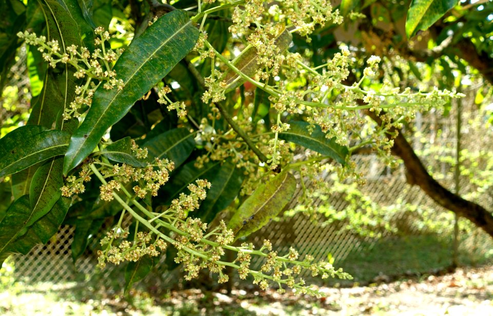 Mangifera odorata - Fruit and Spice Park - Homestead, Florida - DSC09070