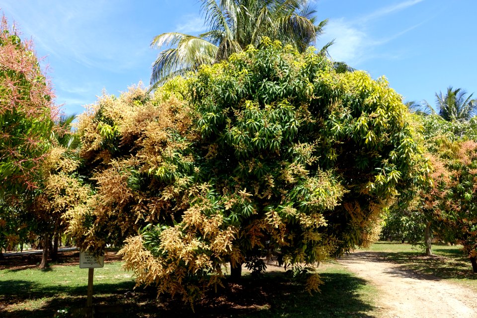 Mangifera indica 'Jehangir' - Fruit and Spice Park - Homestead, Florida - DSC09061