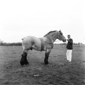 Man toont paard, Bestanddeelnr 900-8500