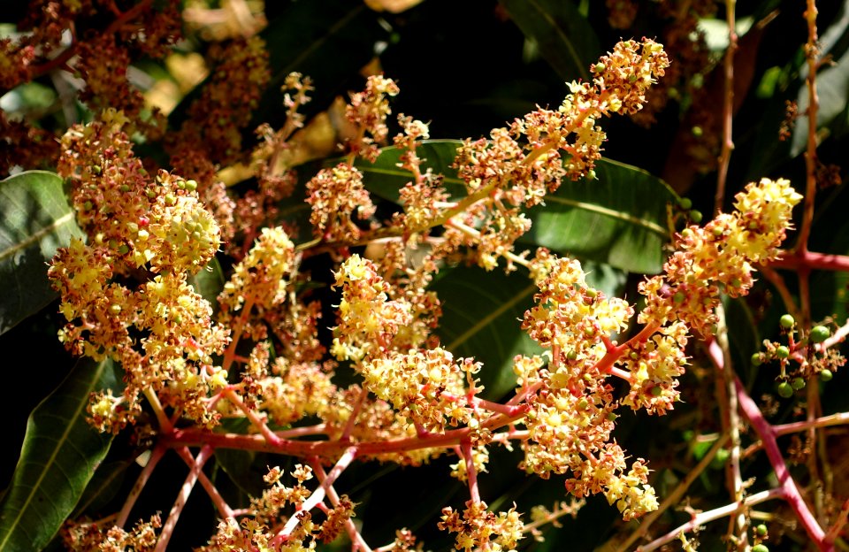 Mangifera indica 'Gold Nugget' - Fruit and Spice Park - Homestead, Florida - DSC09055