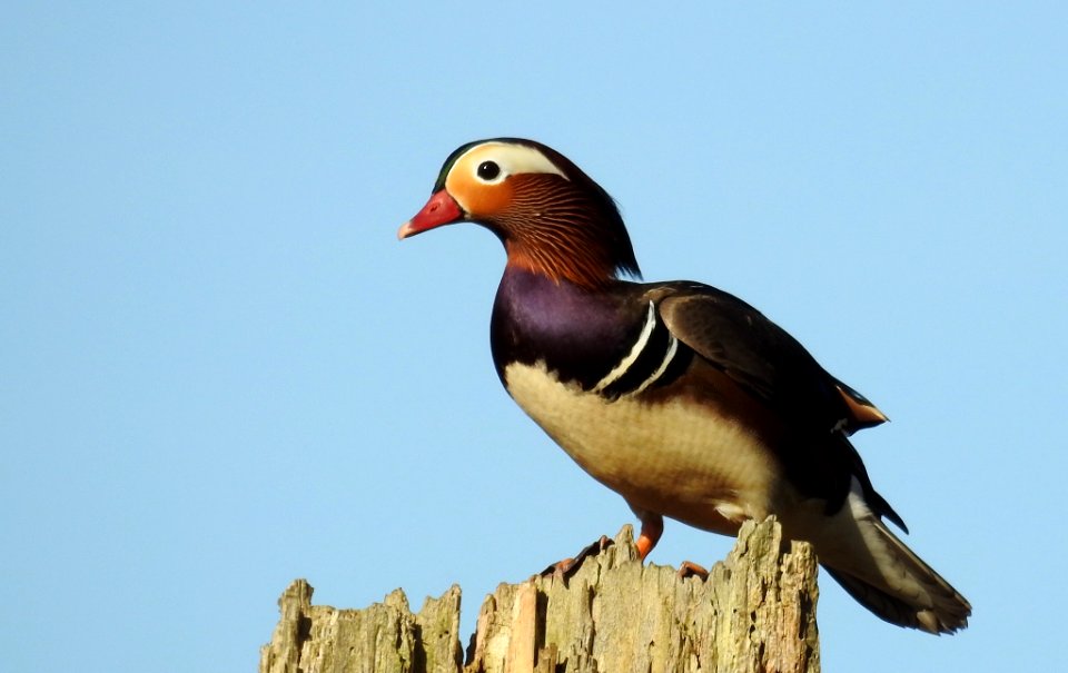Mandarin Duck (230072035)