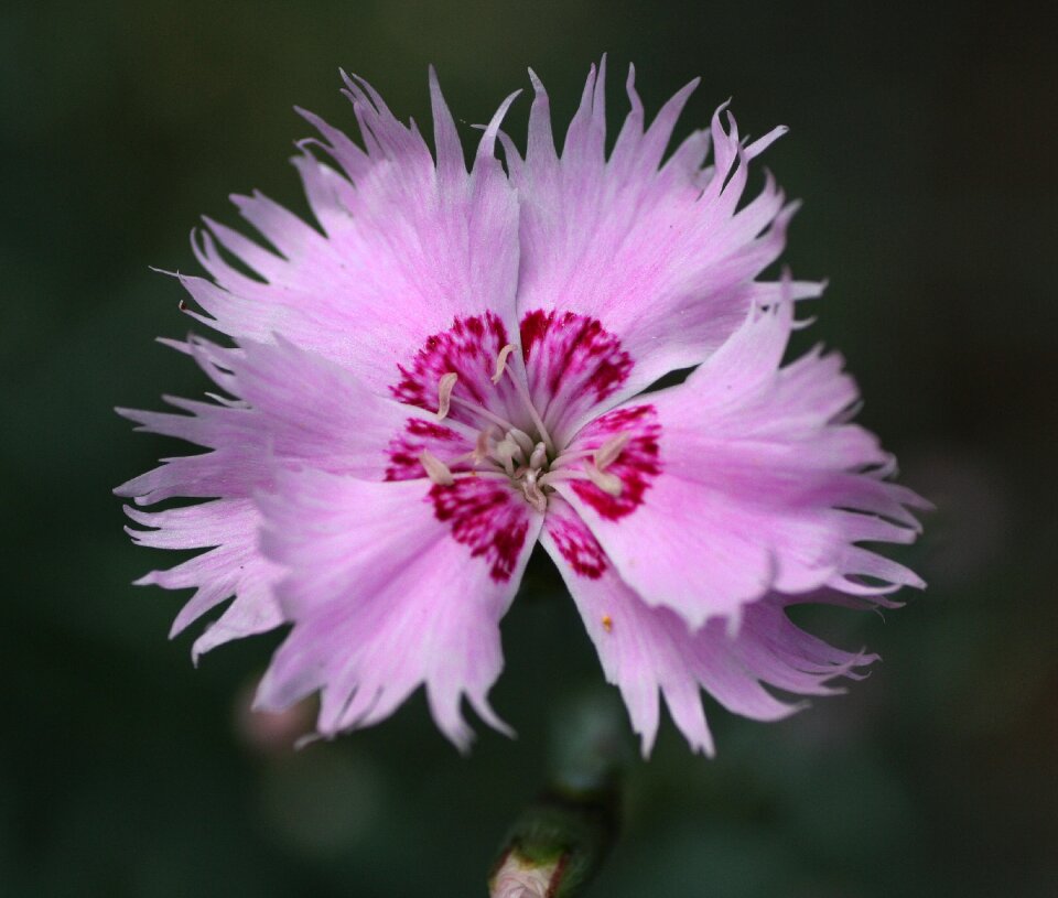 Garden pink flowers nature