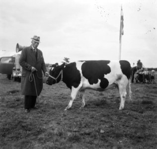 Man toont koe, Bestanddeelnr 900-8502