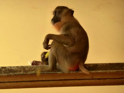 Mandrillus-leucophaeus-8