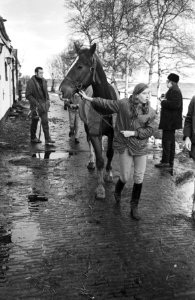 Manege Ponderosa bij Amsterdamse Bos afgebrand een van de ontsnapte paarden wor, Bestanddeelnr 924-1194