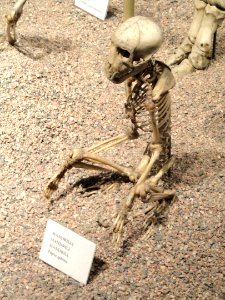 Mandrillus sphinx skeleton - Finnish Museum of Natural History - DSC04505 photo