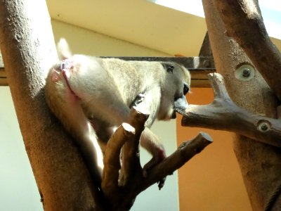 Mandrillus-leucophaeus-4