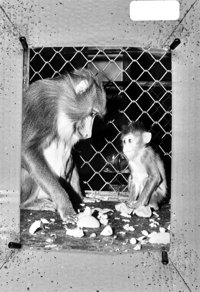 Mandril (aap) Fete met baby Ginny in Londen Zoo, Bestanddeelnr 924-9902