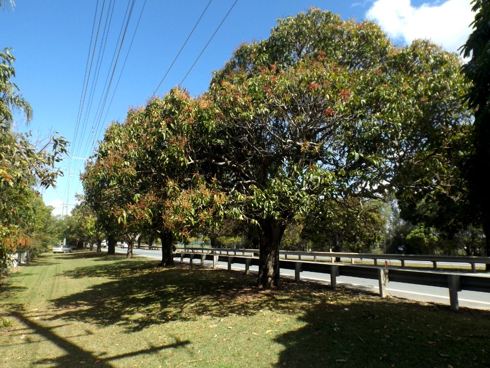 Mango Trees along Anzac Avenue at Mango Hill, Queensland