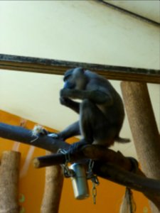 Mandrillus-leucophaeus-5