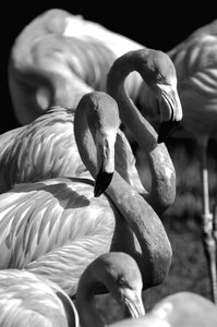 Black and white grayscale swarm photo