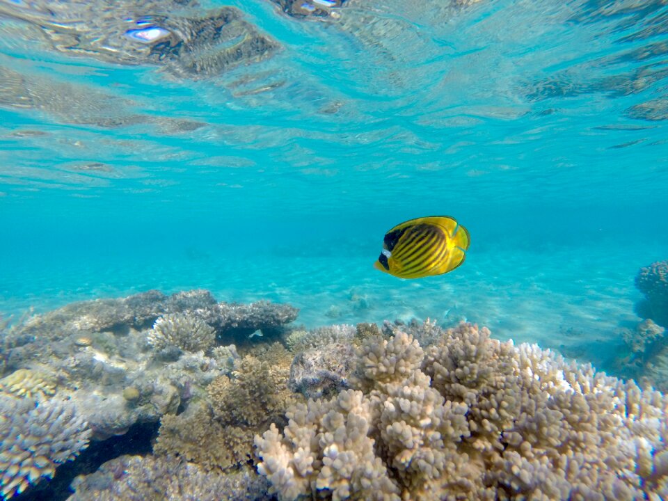 Underwater world fish diving