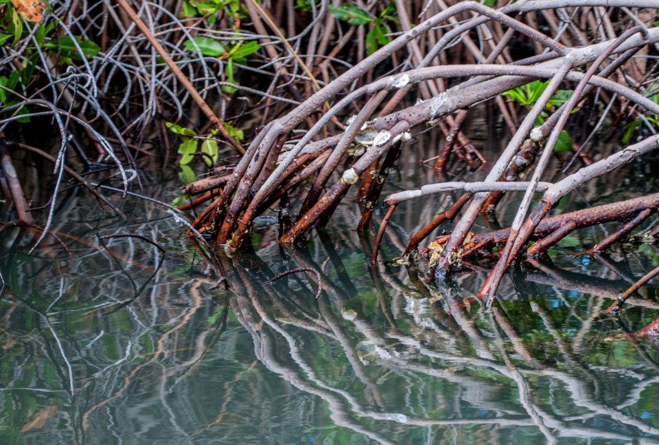 Mangrove roots in the Laguna de La Restinga