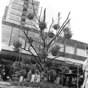 Mandjesboom op de Lijnbaan in Rotterdam, Bestanddeelnr 914-1035