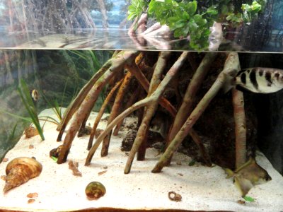 Mangrove aquarium - Springfield Science Museum - Springfield, MA - DSC03479