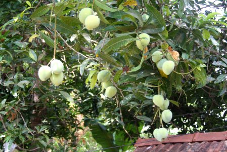 Mango Fruits photo
