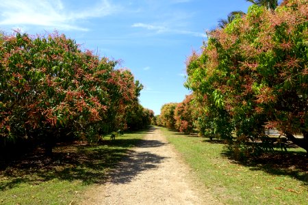 Mangoes - Fruit and Spice Park - Homestead, Florida - DSC09058 photo