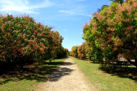 Mangoes - Fruit and Spice Park - Homestead, Florida - DSC09058