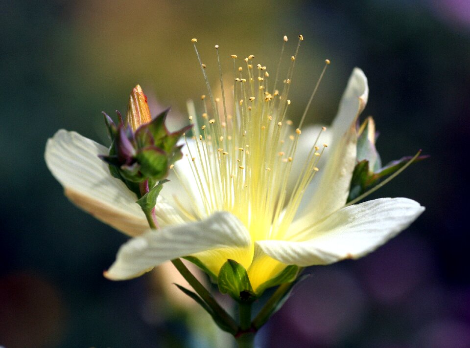 Petals pistil rod
