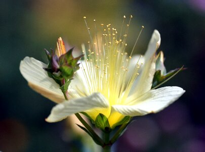 Petals pistil rod
