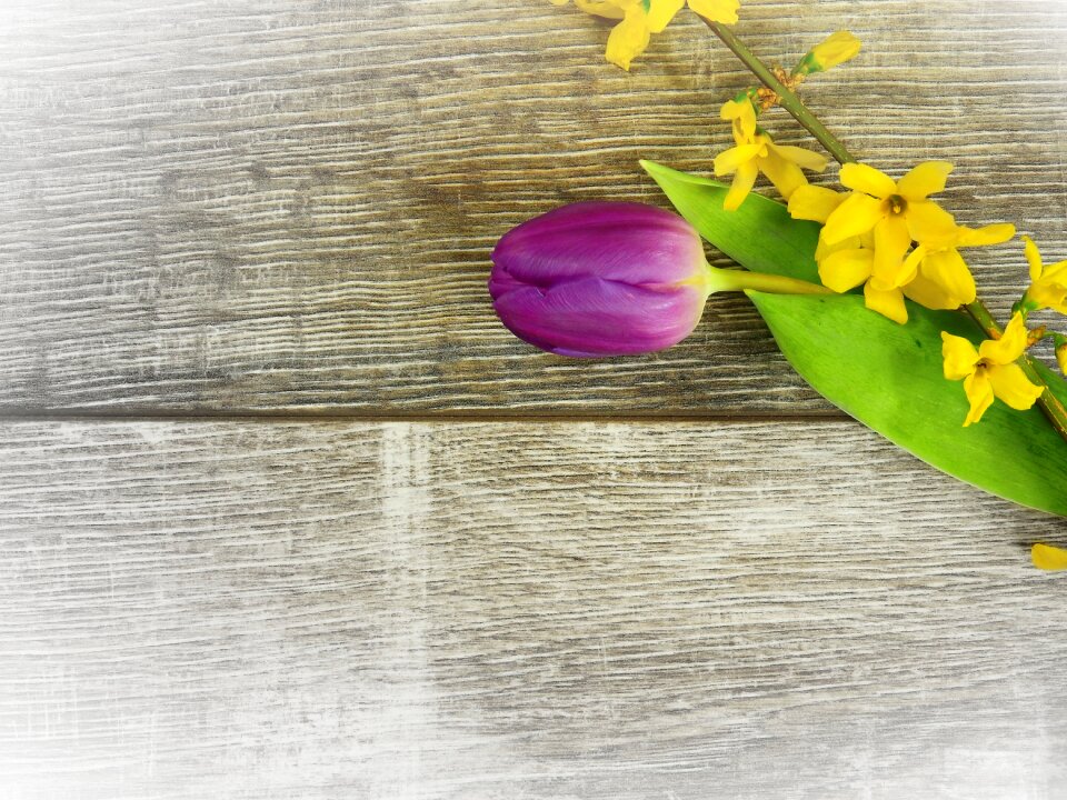 Bloom spring bloom