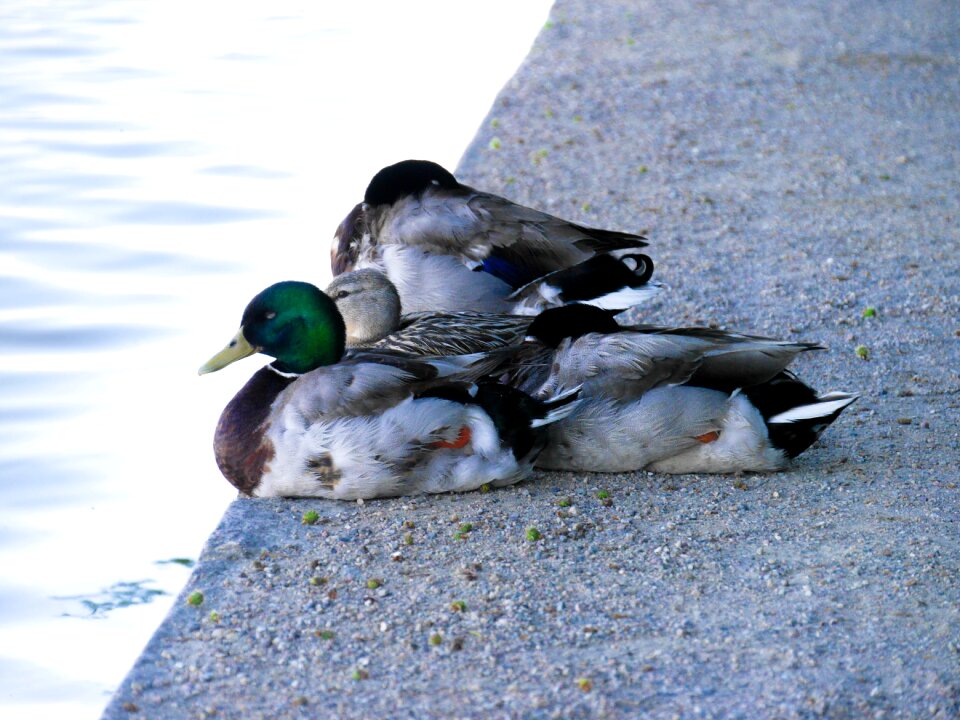 Water bird fauna nature