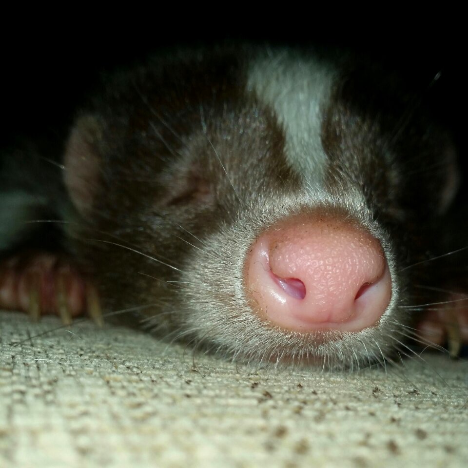 Animal pet mammal