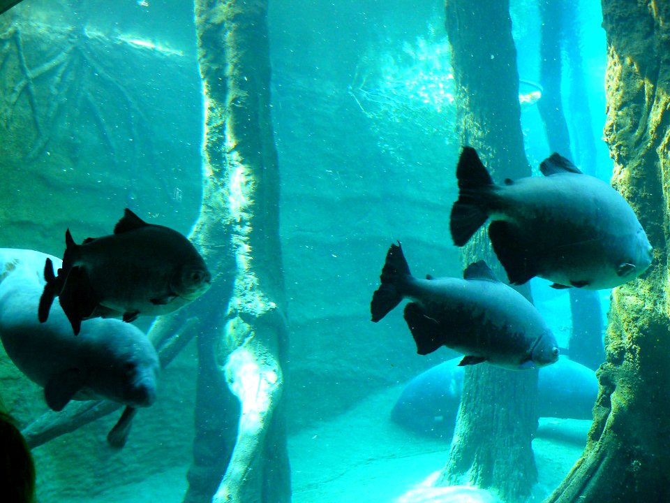 Manatee and Tambaquis Nürnberg