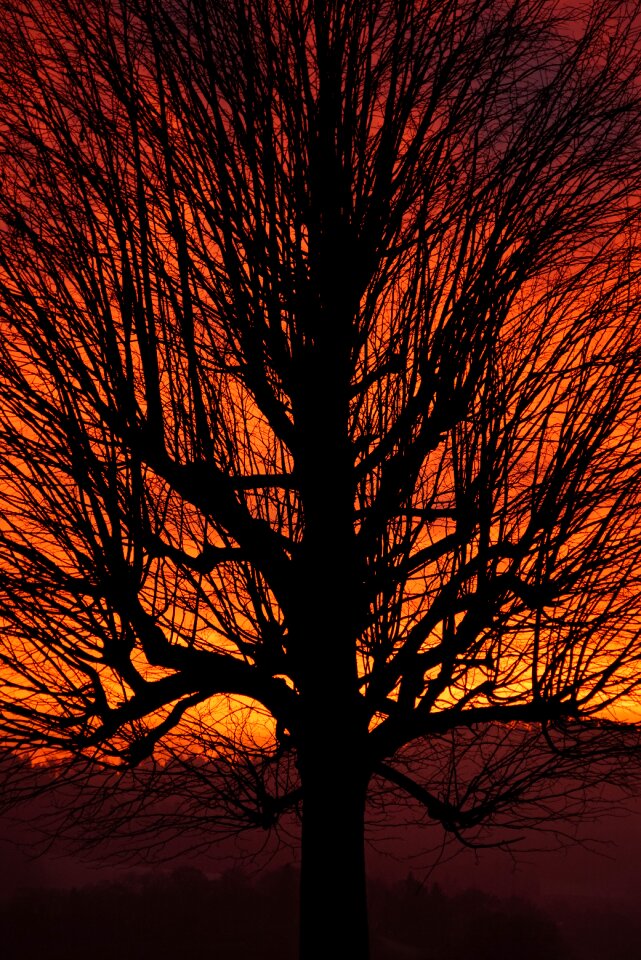 Branches tribe solitary tree
