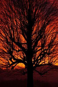 Branches tribe solitary tree