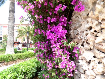 MANACOR - Majorka, AB-033
