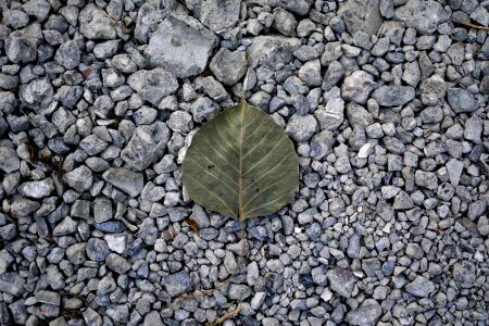 Leaf monochrome natural