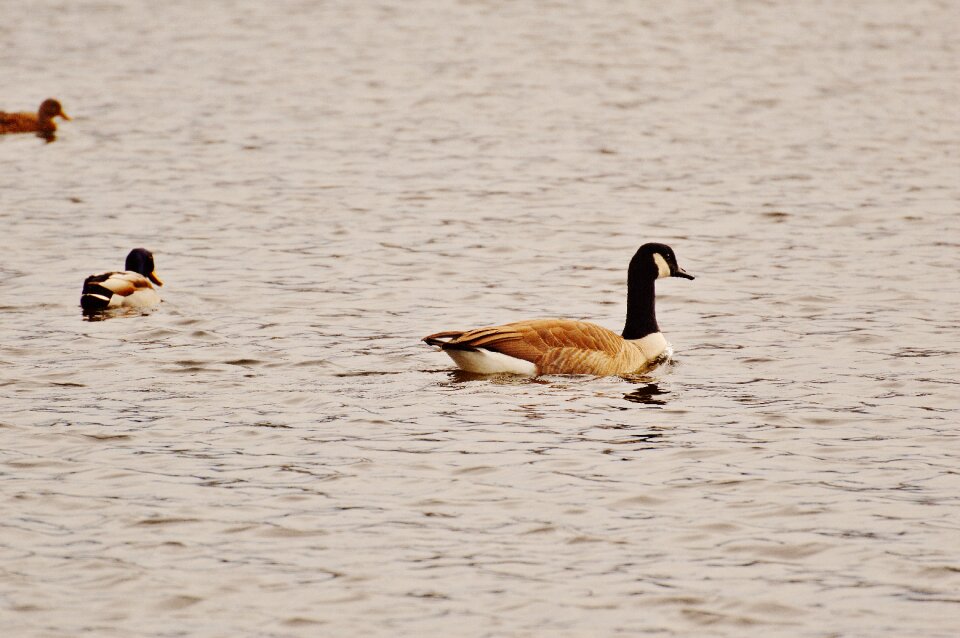 Bird geese bill