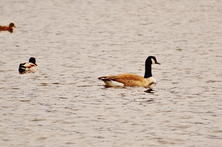 Bird geese bill photo